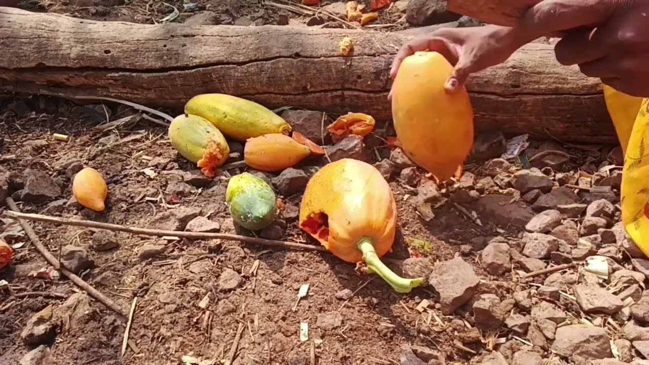 कोंबड्याचं खाद्य संपलं.. 🐓त्यांना पपया खाऊ घातल्या.. 🐔☹️