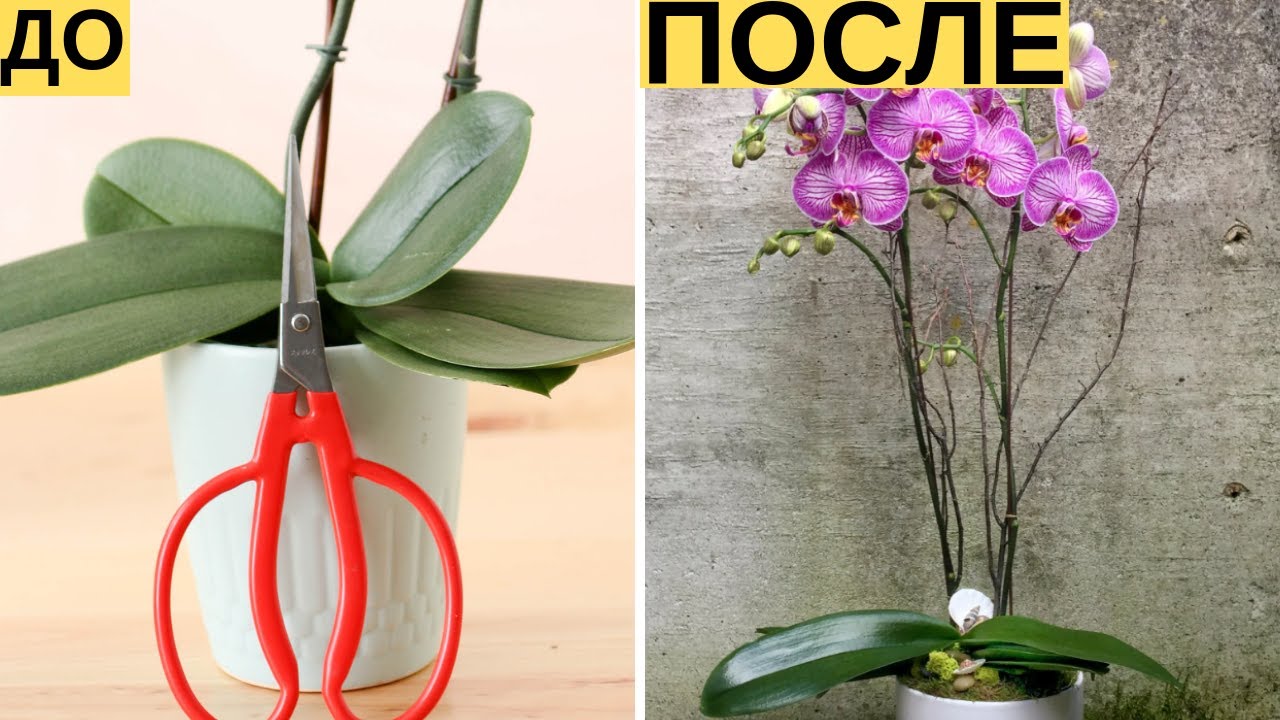 И Ваша орхидея будет цвести круглый год. 7 важных секретов по уходу за орхидеями | Я знаю