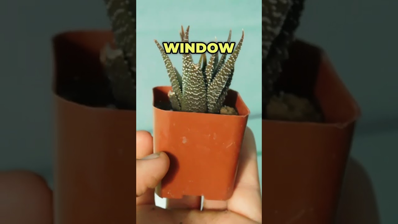 What is a haworthia succulent? How to grow succulents? #haworthia #plants #succulents #houseplants
