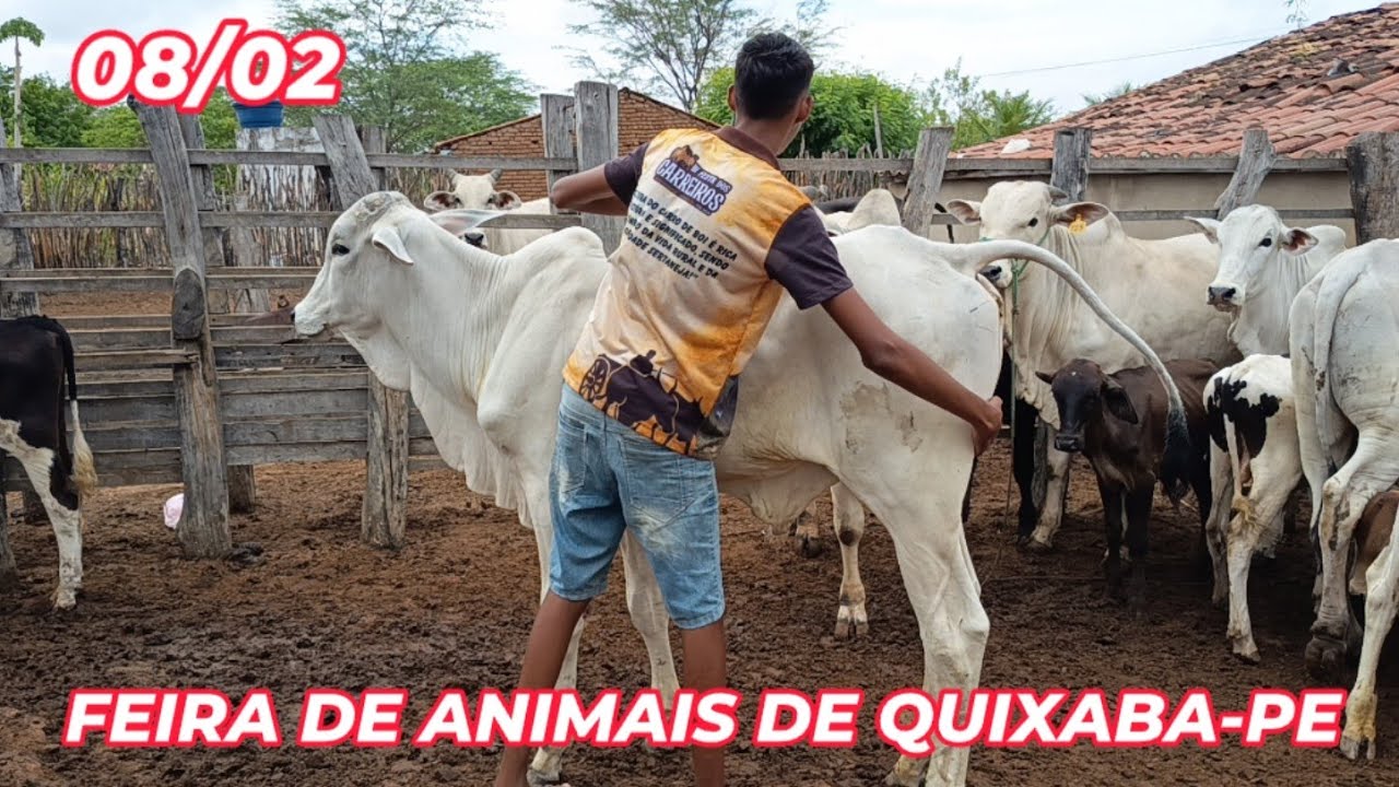 Feira de gado de Quixaba-PE (08/02/26)