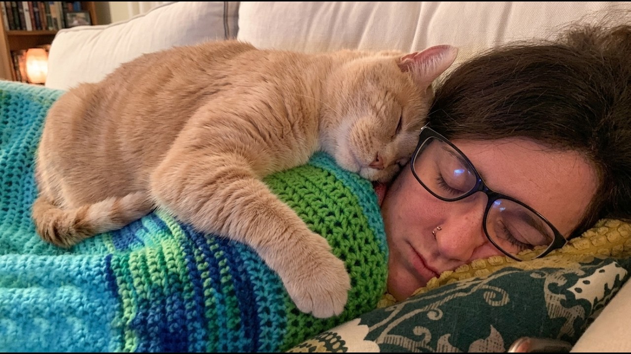 猫很正常吗？不是这只小猫 😂 2026 年最奇怪和最有趣的小猫时刻