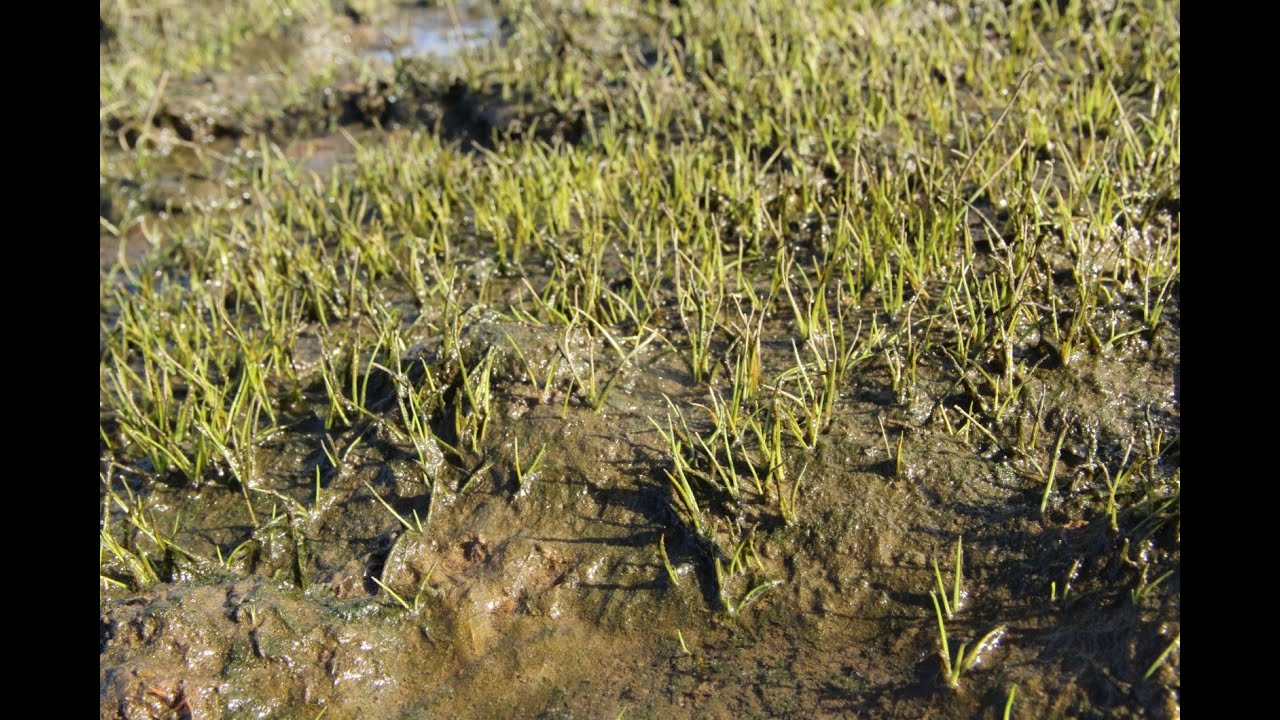 Identification of Brackish and Marine Aquatic Plants