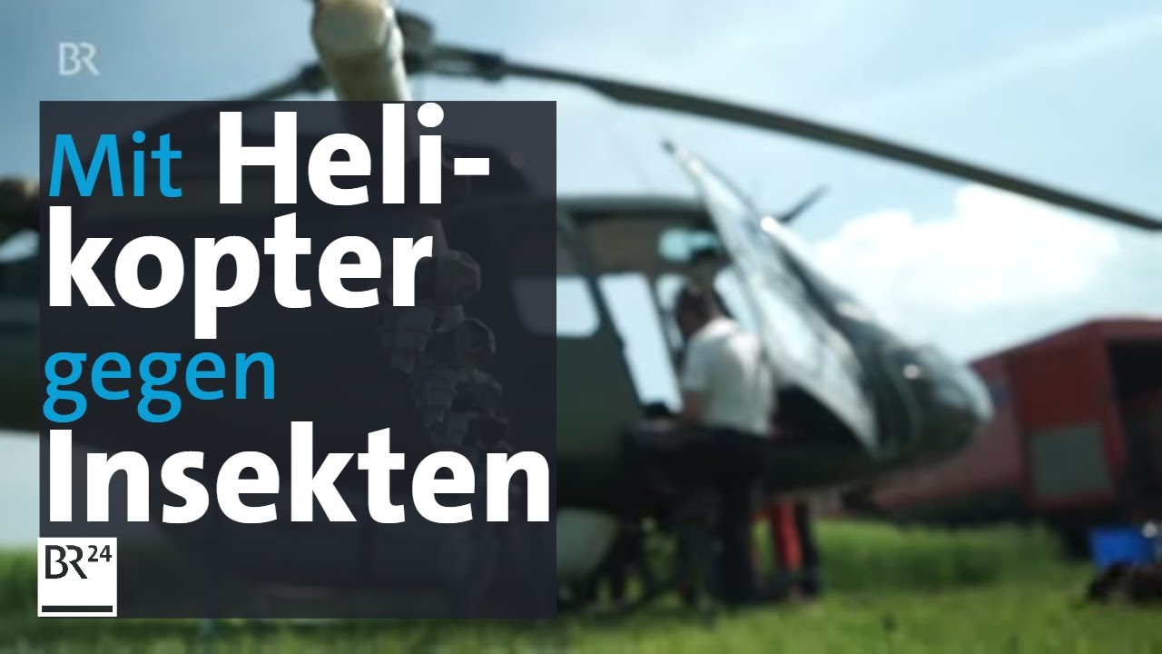 Schädliche Raupe: Mit Hubschraubern gegen den Eichenprozessionsspinner | BR24