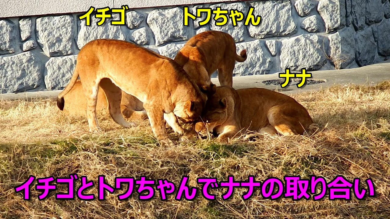 イチゴとトワちゃんでナナの取り合い　Lion (ライオン)　多摩動物公園