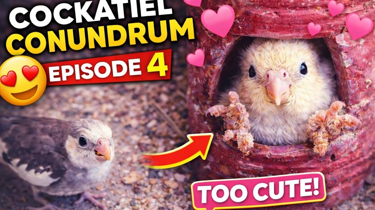 Cockatiel Conundrum Ep 4 | #aviary #miniaviary #cockatiel 