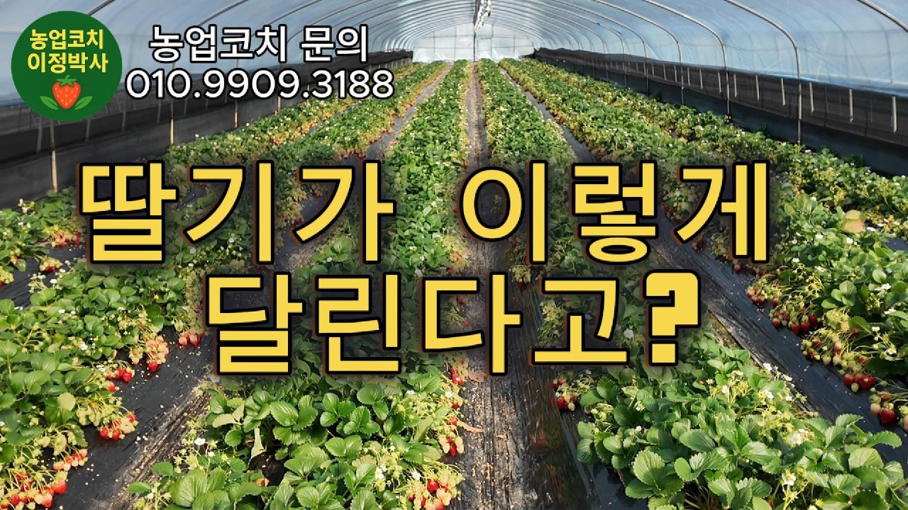 엄청난 딸기 밭 상태 🍓