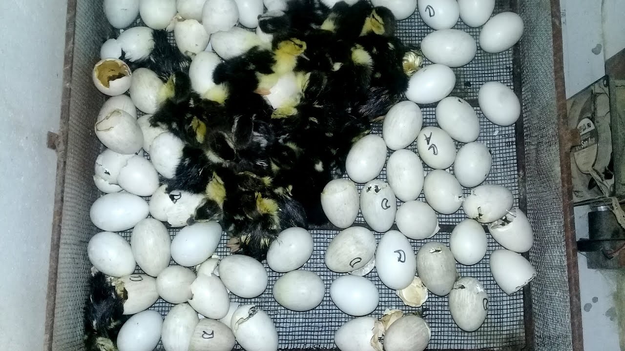60% হ্যাচিং পেলাম চিনা হাঁসের ডিম ইনকিউবেটর দিয়ে | চিনা হাঁসের ডিম ফুটানো | খামার গড়ি