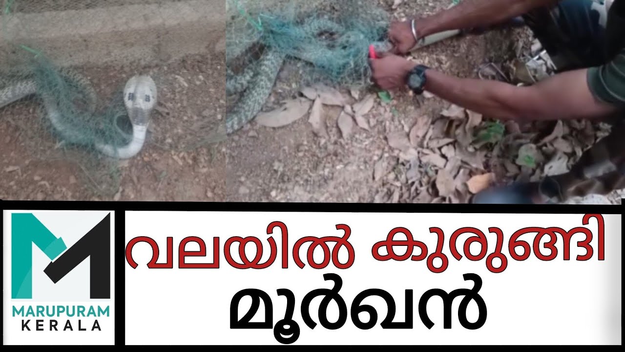 വലയിൽ കുടുങ്ങിയ മൂർഖൻ പാമ്പിനെ ഇആർഎഫ് ടീം രക്ഷപ്പെടുത്തി |