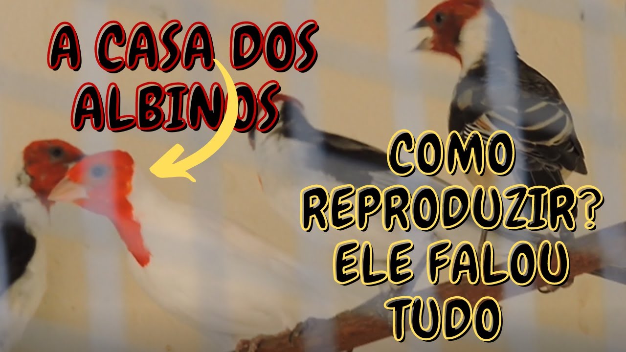 GALO DE CAMPINA ALBINO/ COMO REPRODUZIR/ CRIATÓRIO  LIMOEIRO DO NORTE