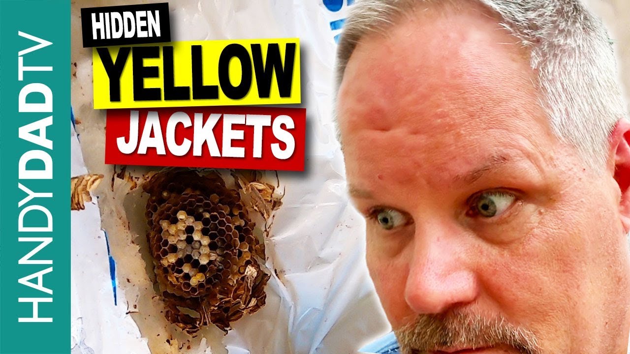 Hidden Yellow Jacket Nest - TERRIFYING SEARCH