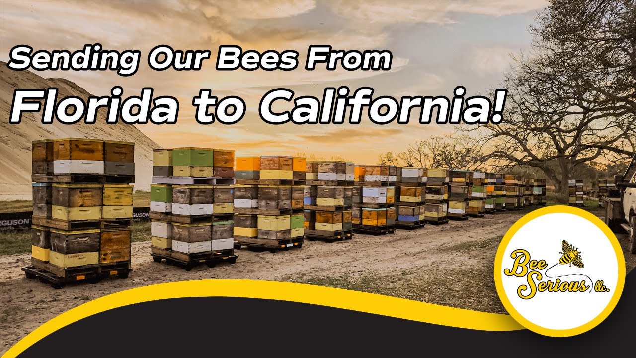 Sending Our Bees From Florida to California. Almond Pollination 2023
