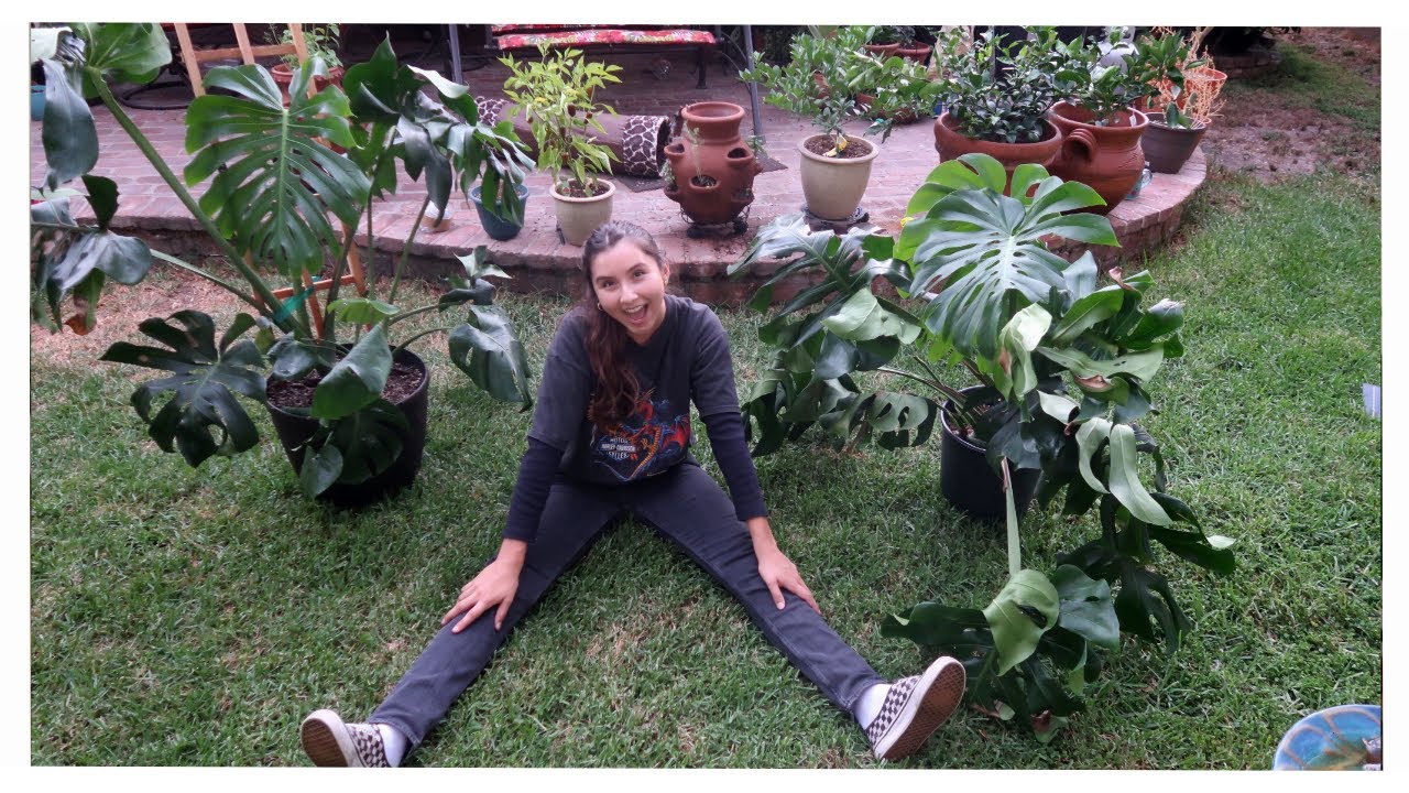LARGE Monstera Deliciosa Being Staked | Moss Pole & Trellis