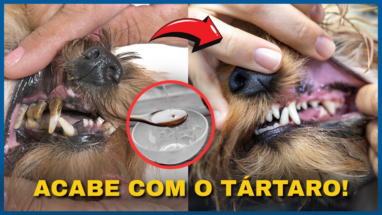 USE AGORA E MANDE O TÁRTARO PARA O ESPAÇO! Solução caseira para TÁRTARO em cães e gatos!