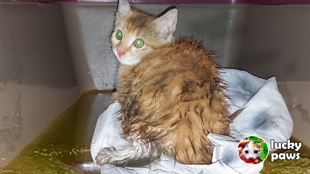Бедный котенок потерял свою маму под проливным дождем, от холода и голода - котенку нужна помощь.