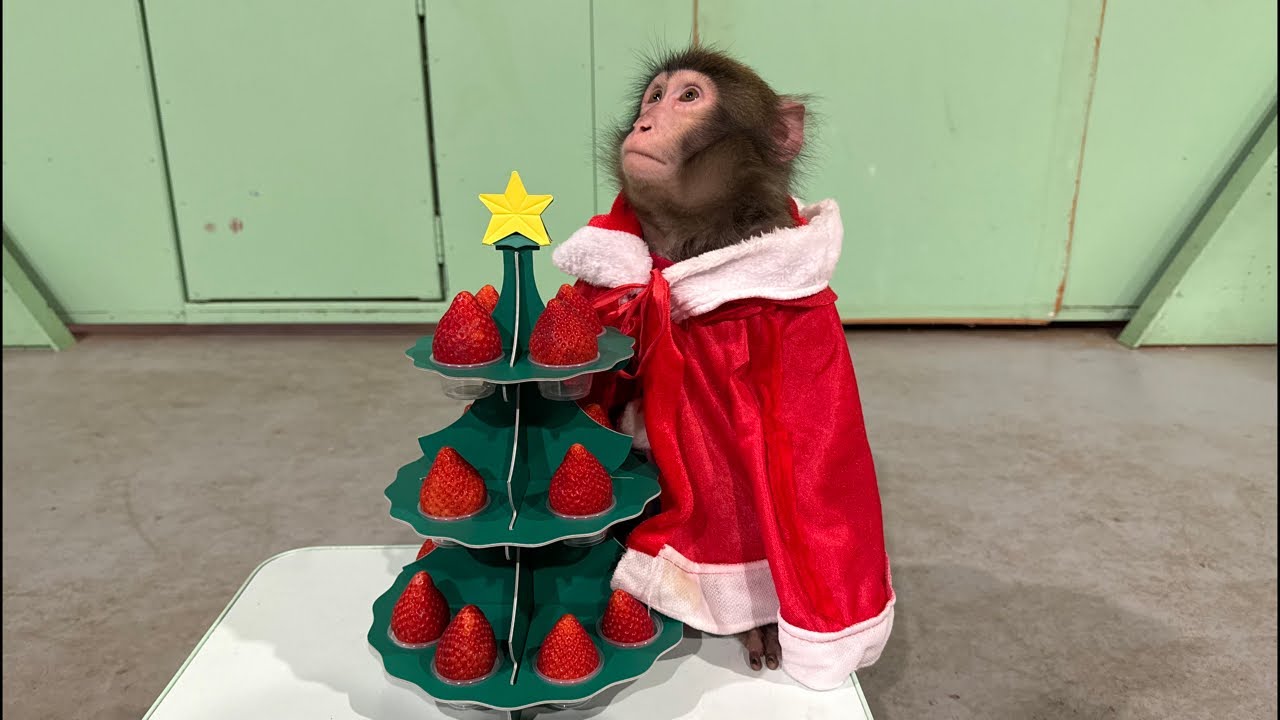 お猿のクリスマス生配信