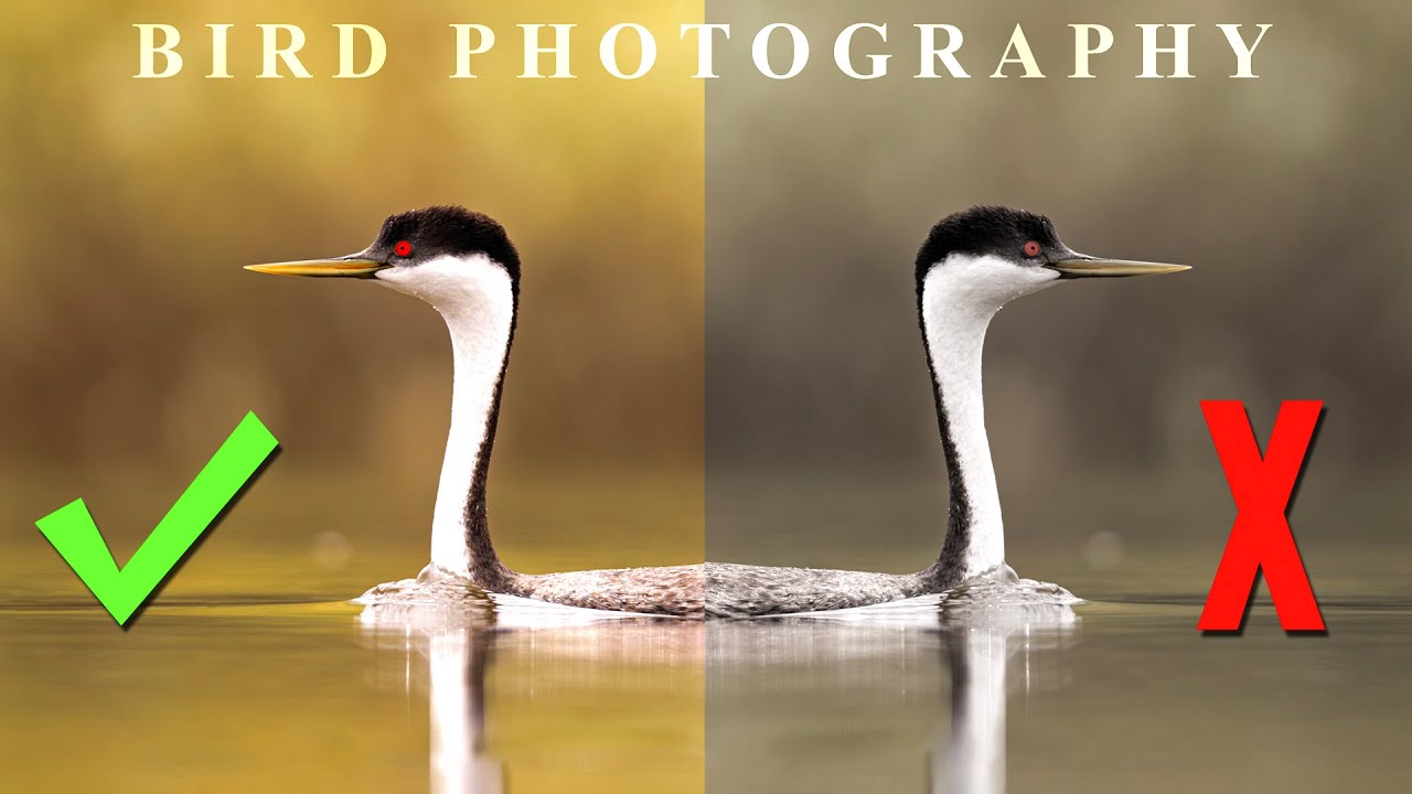 Bird Photography photo editing Create stunning bird photos