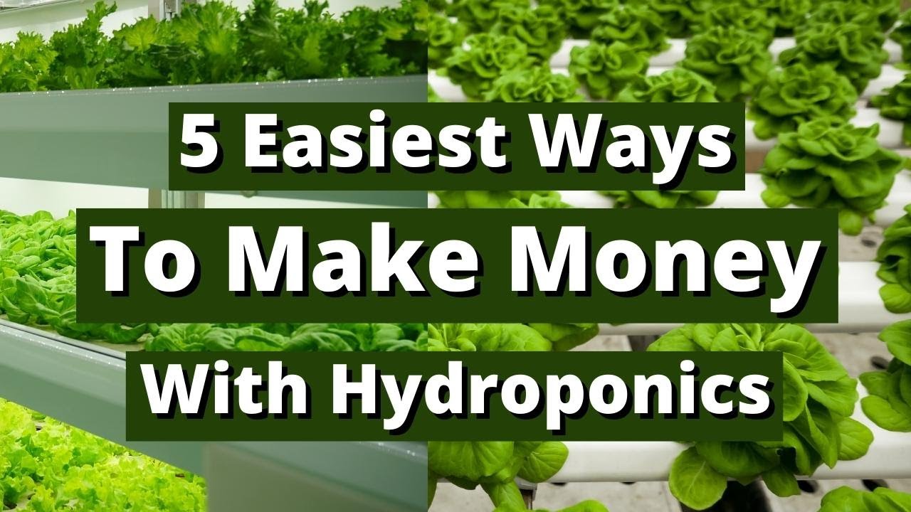 5 Easiest Ways To Make Money with Hydroponics Not Selling Plants