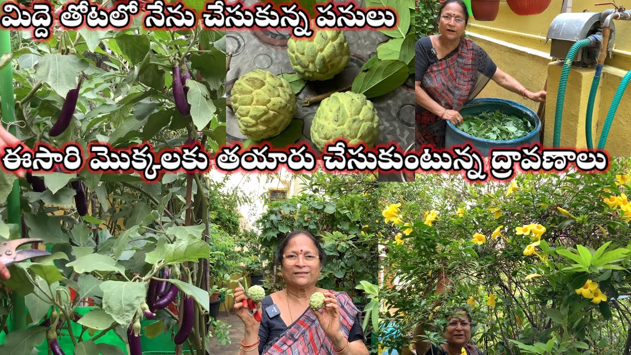 మిద్దె తోటలో నేను చేసుకున్న పనులు  || నేను చేసుకున్న పోషక ద్రావణం