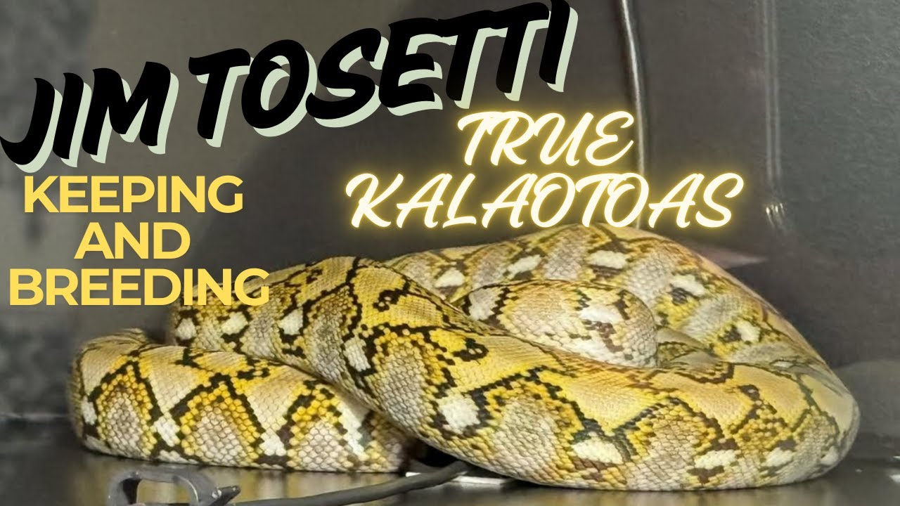Jim Tosetti talks pure kalaotoas and the importance of breeding pure localities.