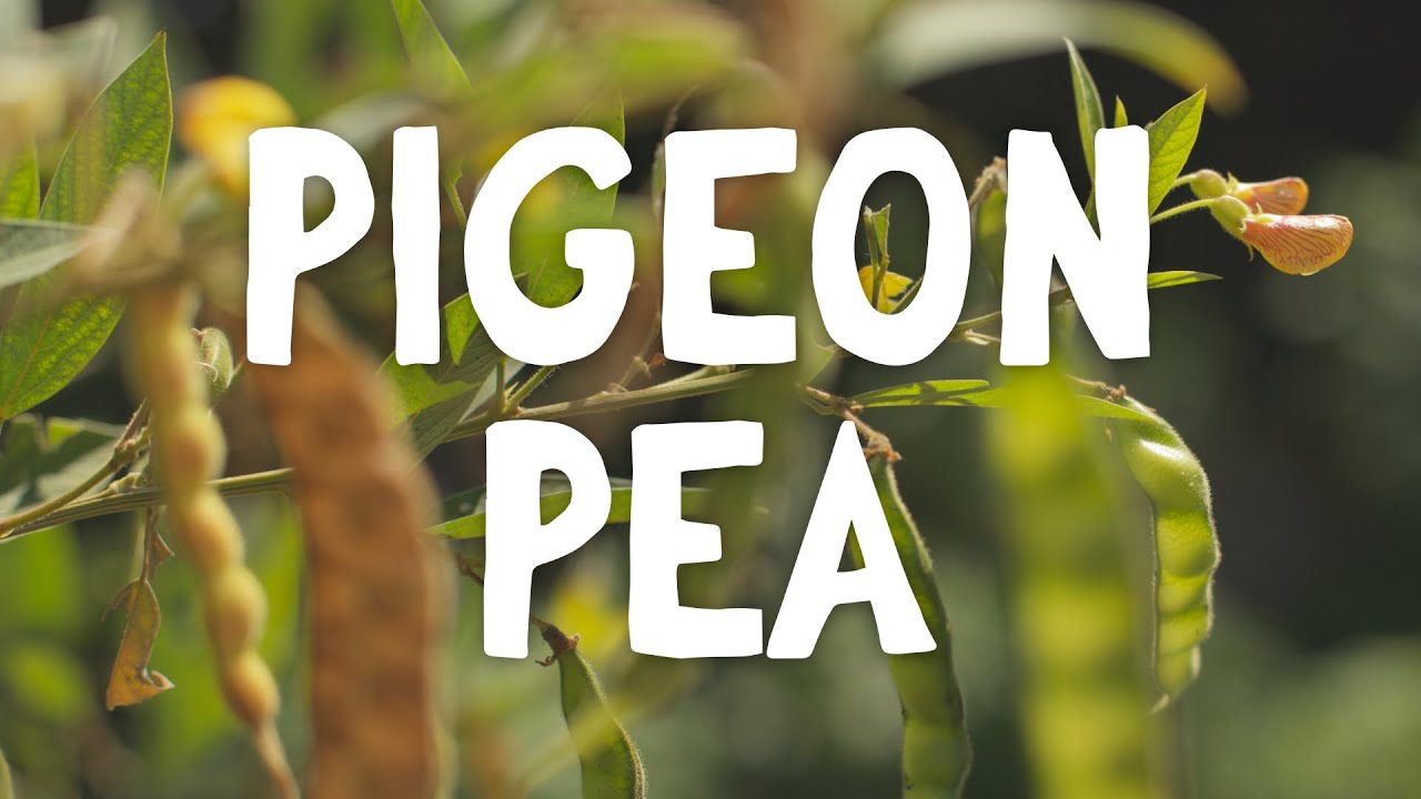 How To Grow ~ Pigeon Pea