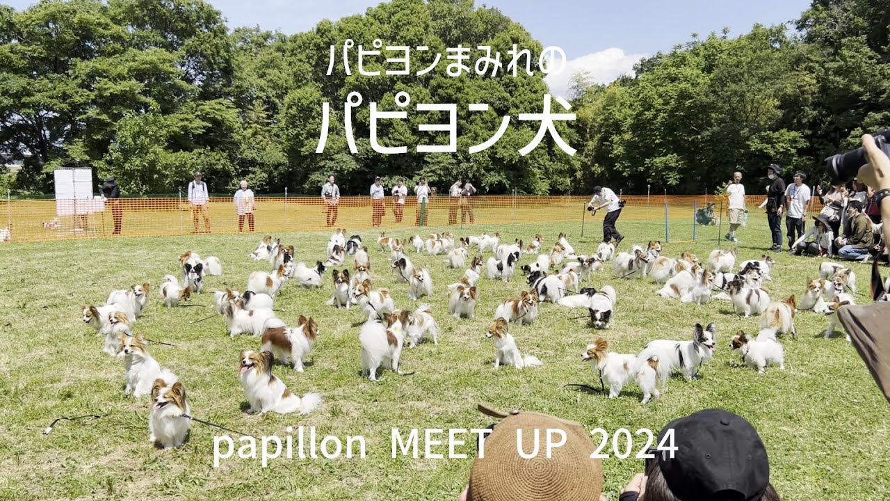今年もパピヨンにまみれハードル走を頑張るパピヨン犬 #109