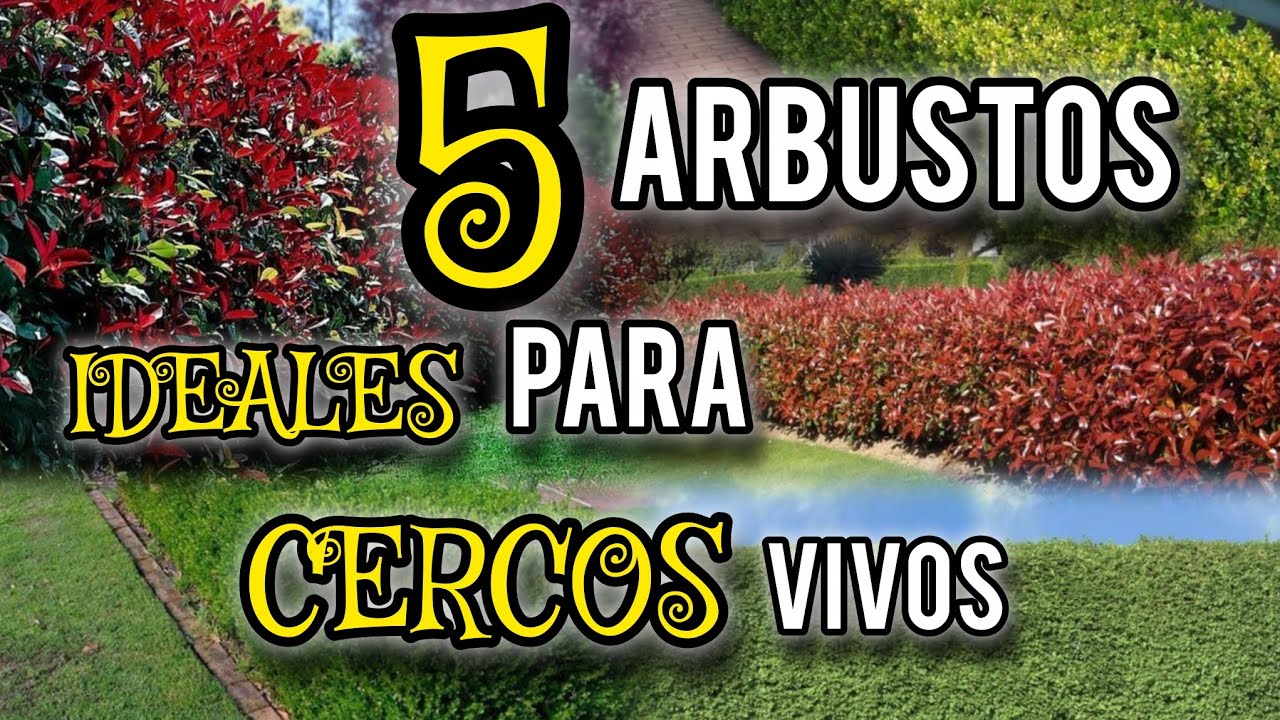 5 Arbustos ideales para cercos vivos 🌿