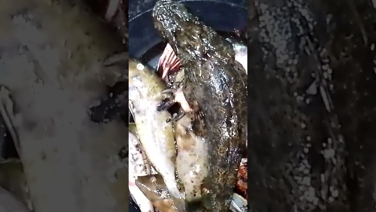 SeaFoods#jigging #casting #spearfishing #aninikad #anglerph