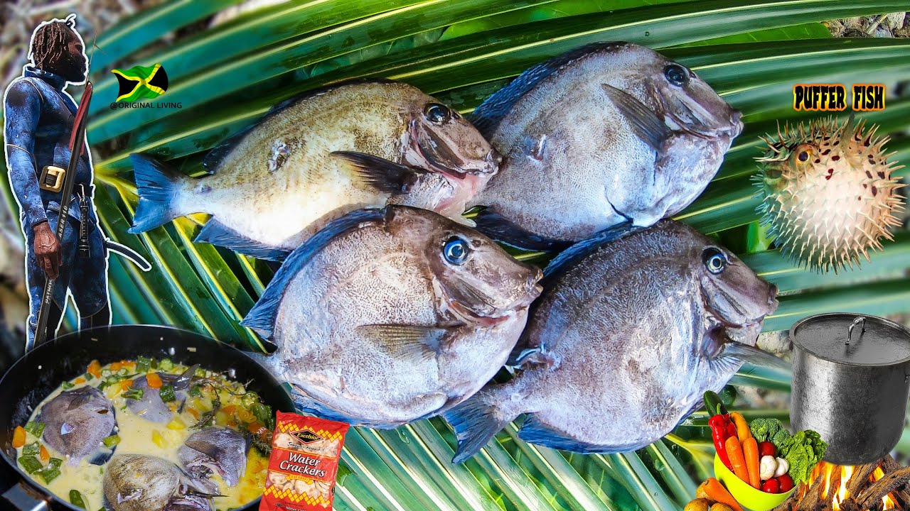 Doctor Fish Steamed With Crackers | Hunting Puffer Fish - Catch n Cook | Spearfishing Adventure
