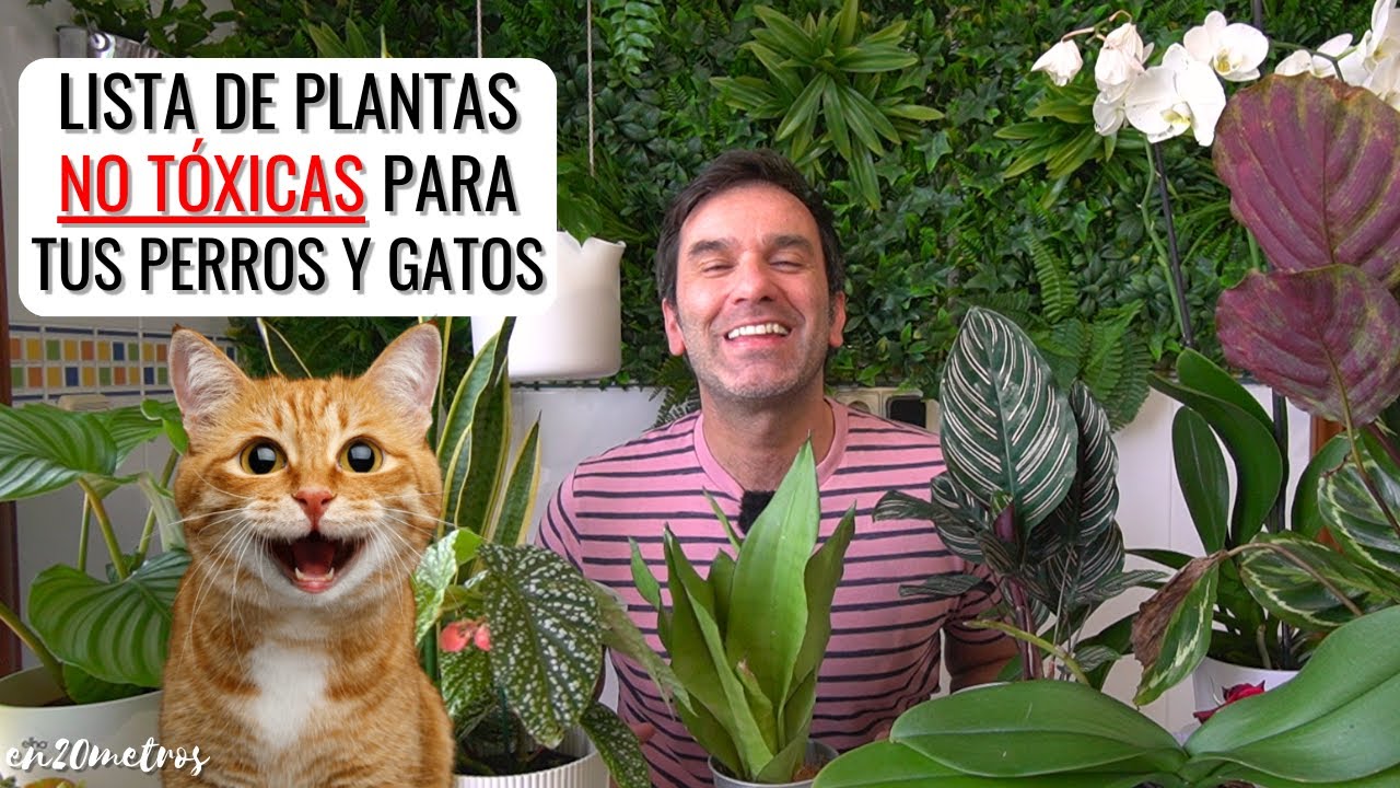 Plantas APTAS PARA MASCOTAS: Lista de las + conocidas pet friendly para perros y gatos || en20metros