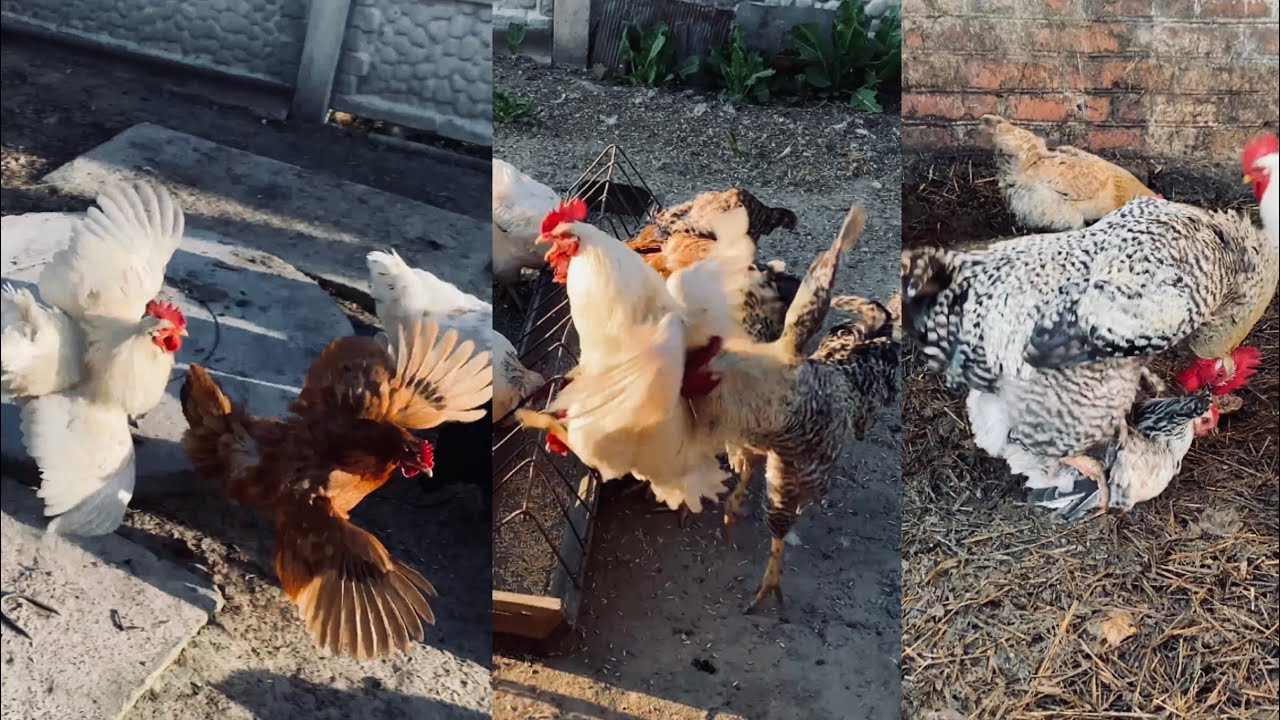 Roosters: dominance and power