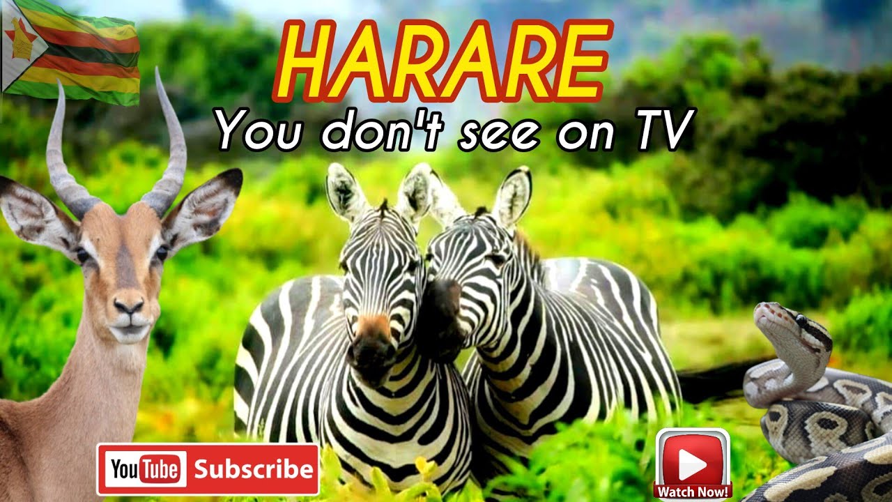 Exploring Harare you Don't See on TV. Wild Animals Stays in Harare, Zimbabwe's Capital City.