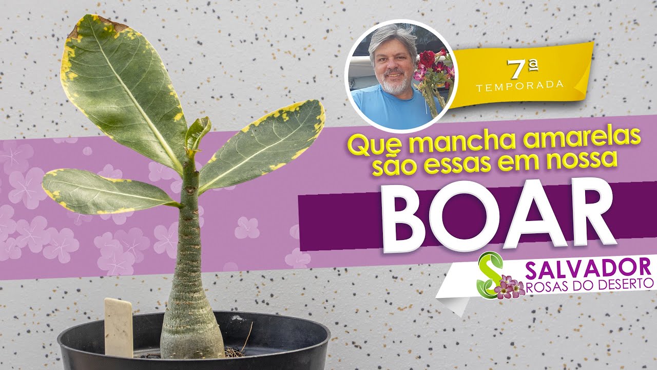 VOC&Ecirc; J&Aacute; VIU UMA ARABICUM VARIEGATA POIS TEMOS UMA BOAR QUE TEM ESSAS CARACTERISTICAS