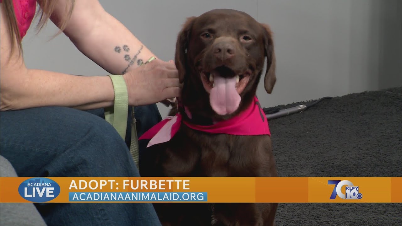 Pet of the Week: Adopt Furbette from Acadiana Animal Aid