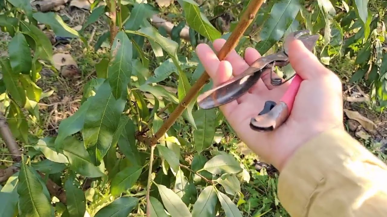 桃树冬季修剪即将开始，开心形桃树第一年冬季修剪应该注意什么