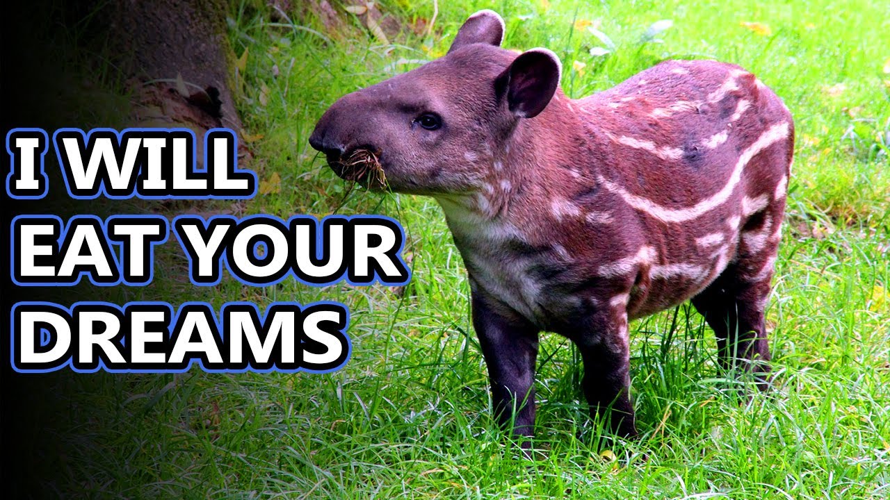 Факты о тапирах: в двух местах одновременно | Animal Fact Files