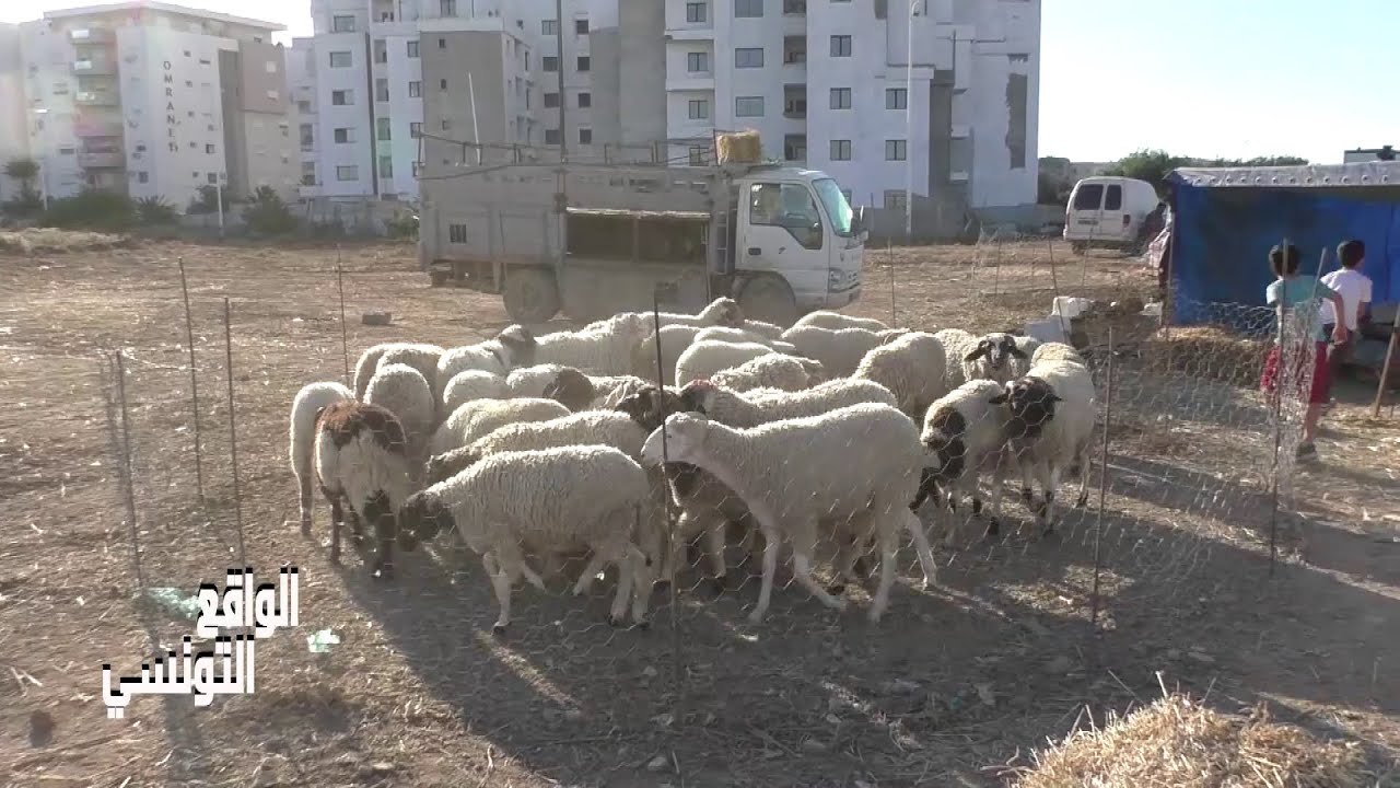 أسعار الأضاحي لسنة 2025 في تونس .. الزوالي ما يقدرش