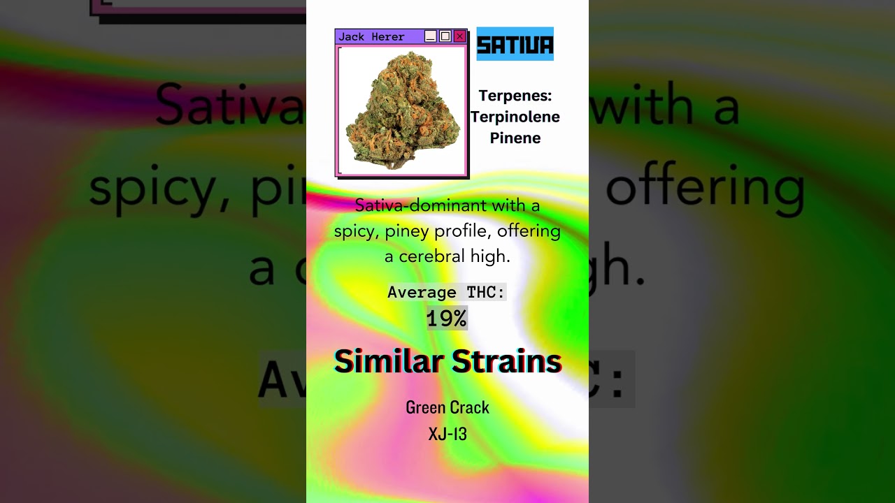 Jack Herer #strain #smoke