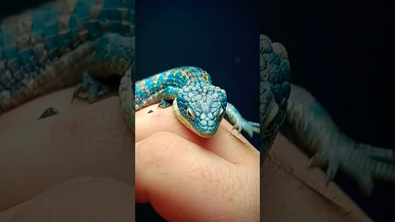 Abronia Graminea Calico Female (Mexican Alligator Lizard)