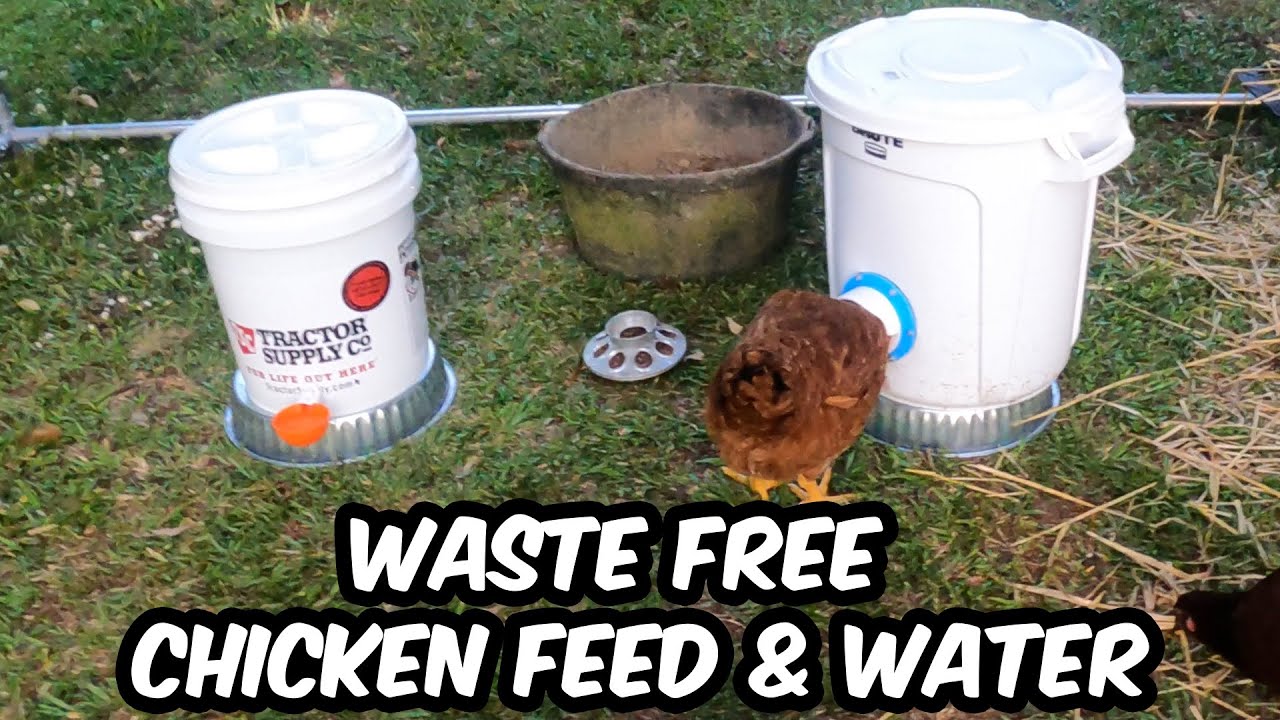 Безотходные контейнеры для корма и воды для кур Amazon | Lil Clucker