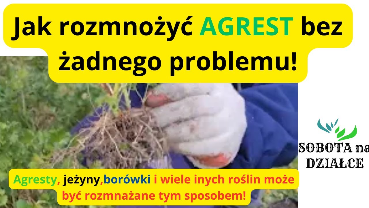 Najlepszy sposób na ukorzenienie agrestu.🍈🍈🍈