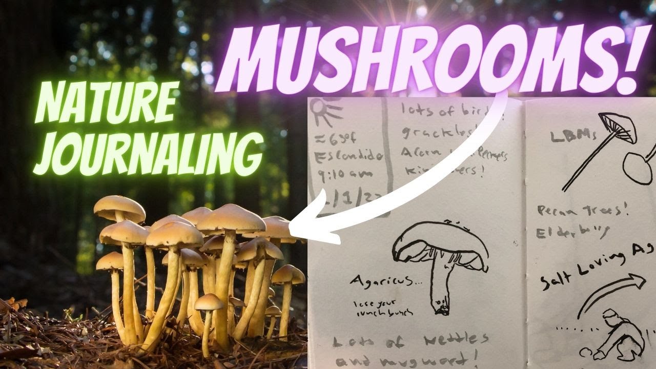 Mushroom Hunting and Nature Journaling