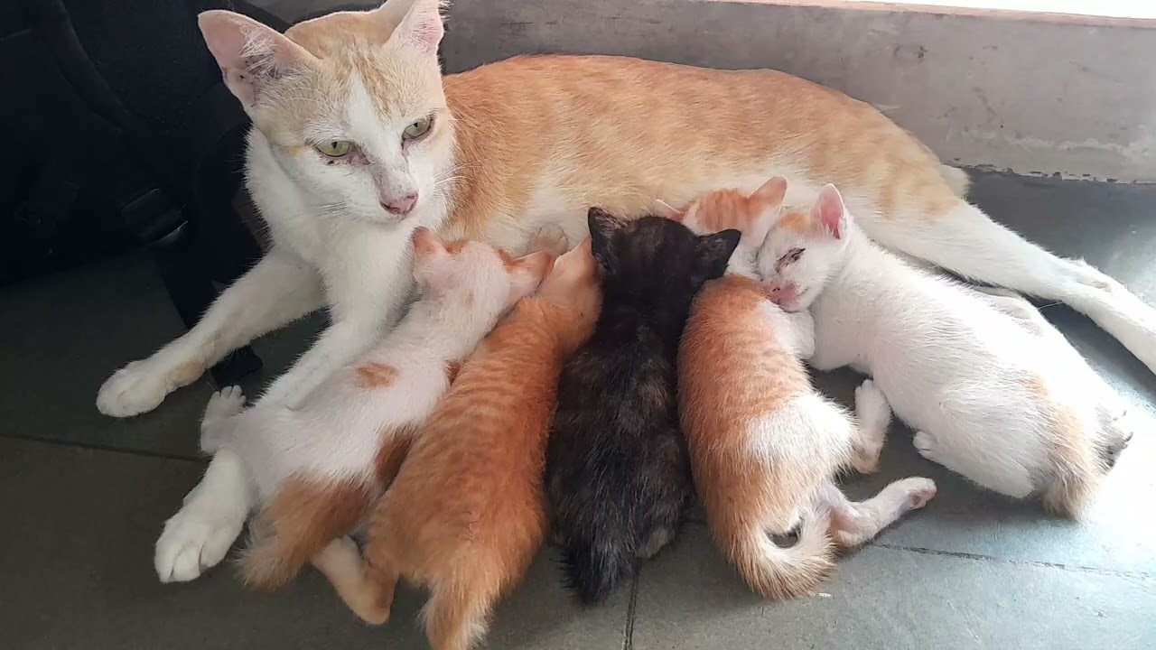 They are most love the little kittens are enjoying milk together 