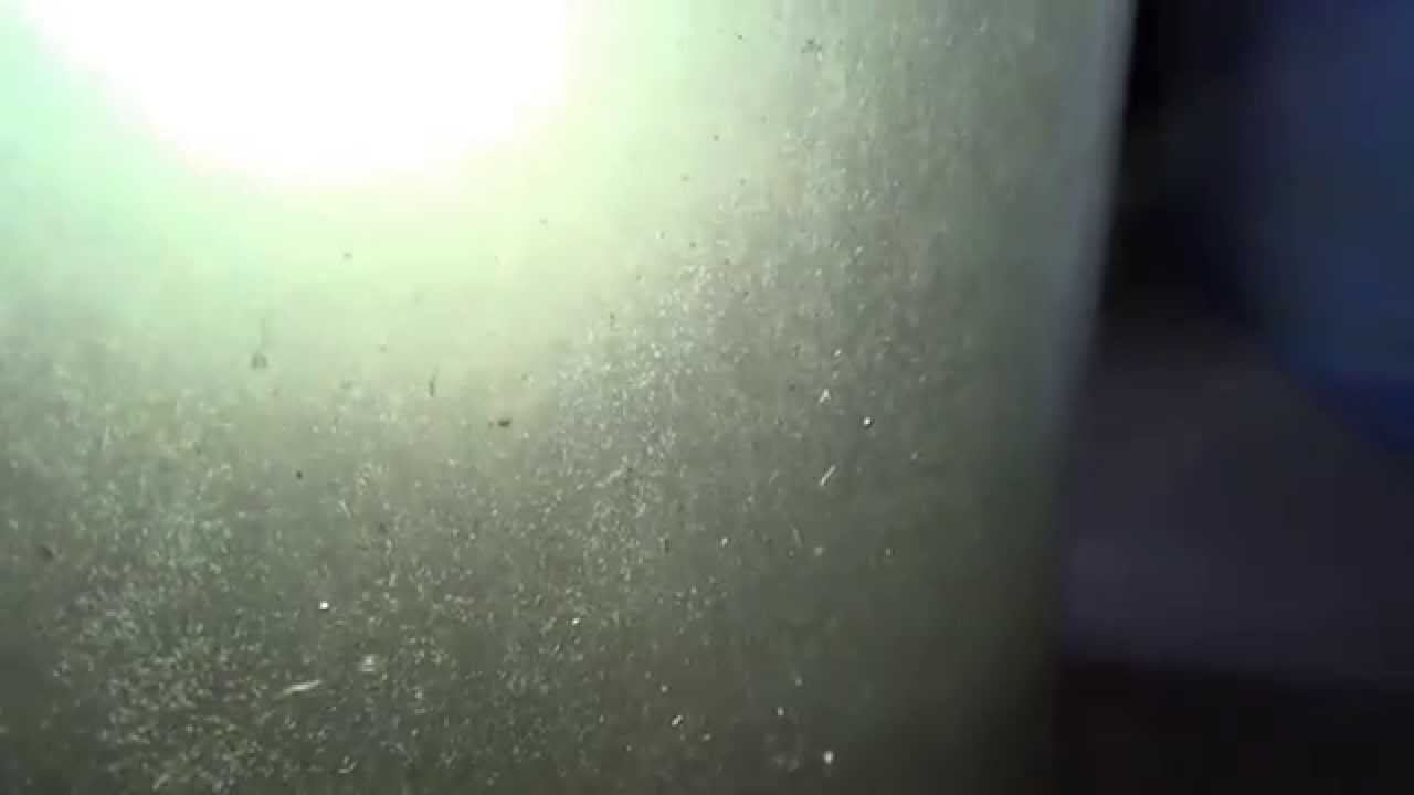 Paramecium Culture - Start one for free! Your fry will love you for it!