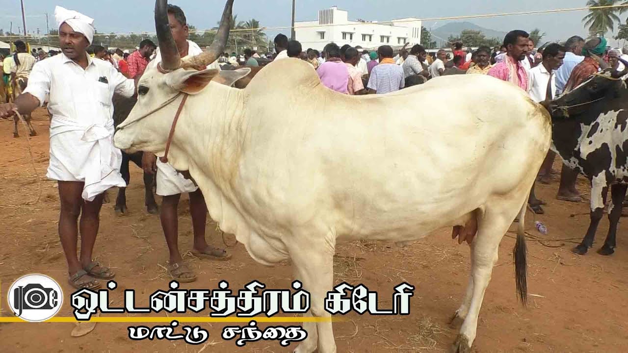Oddanchatram mattu santhai | ஒட்டன்சத்திரம் மாட்டு சந்தை