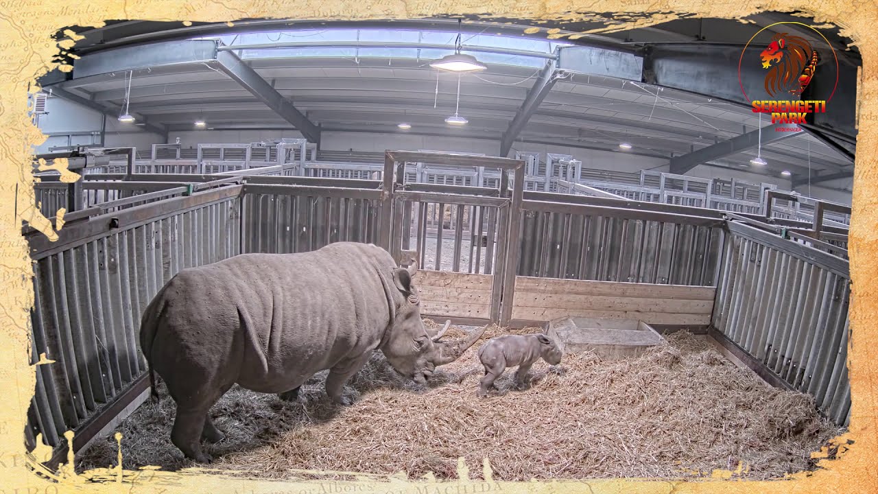 Nashorn-Geburt im Serengeti-Park