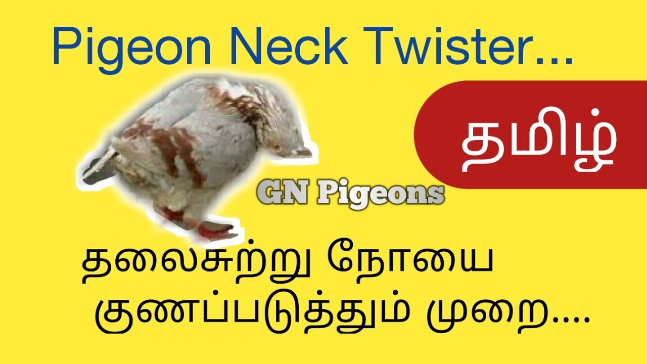 தலைசுற்று நோயை
 குணப்படுத்தும் முறை.... | Pigeon neck twister | GN Pigeons