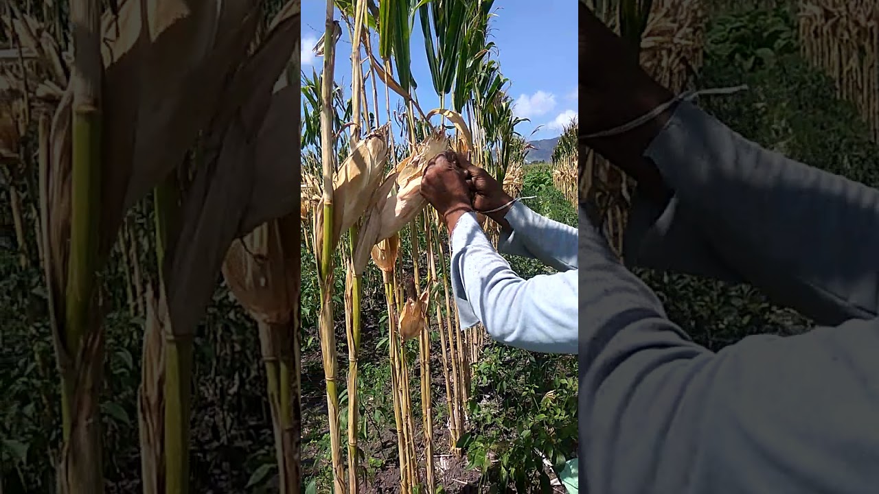 PANEN JAGUNG SUPER CEPAT BOOOSSQ