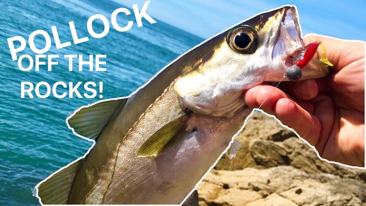 Lure fishing for Pollock off the rocks with Casting Jigs! Anglesey
