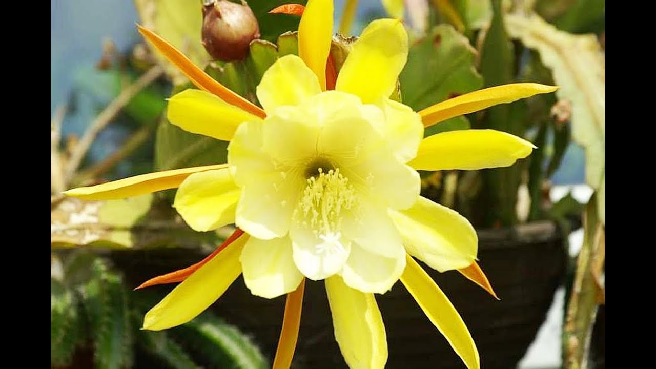 Epiphyllum Blüten