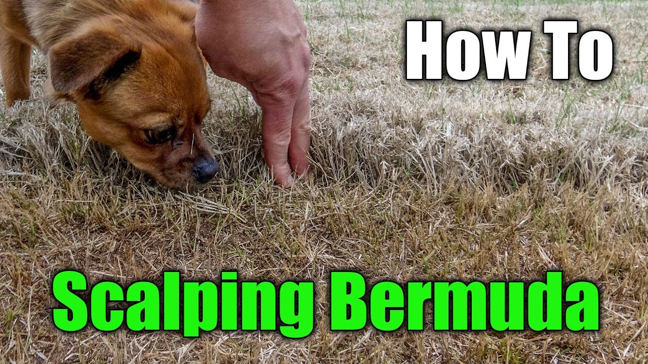 Scalping Bermuda Grass - How to Scalp a Lawn